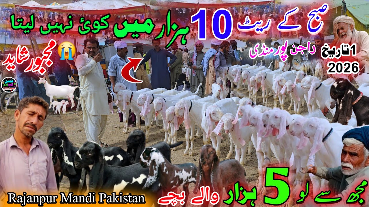 1 June 2026 Rajanpur Bakra Mandi khredar koi nhe leta صبح کے ریٹ Mall zada sirf 10 hzar se start 🫢