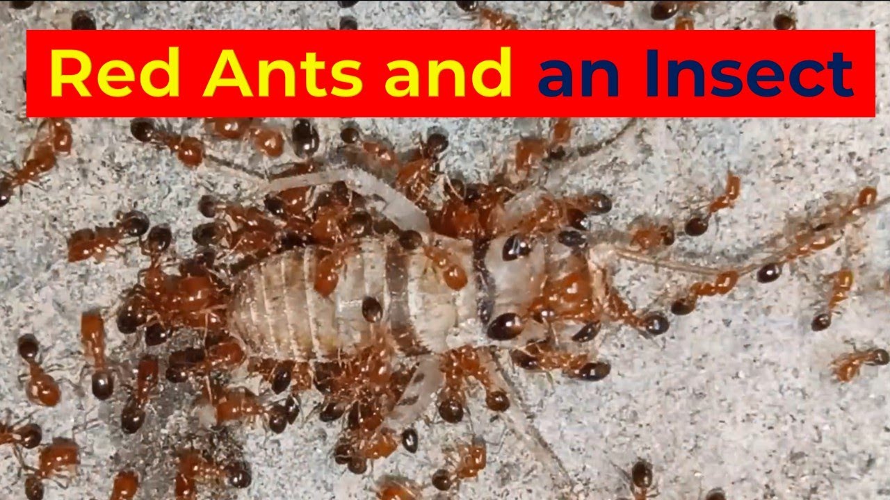 How Red Ants Attacking on an Insect