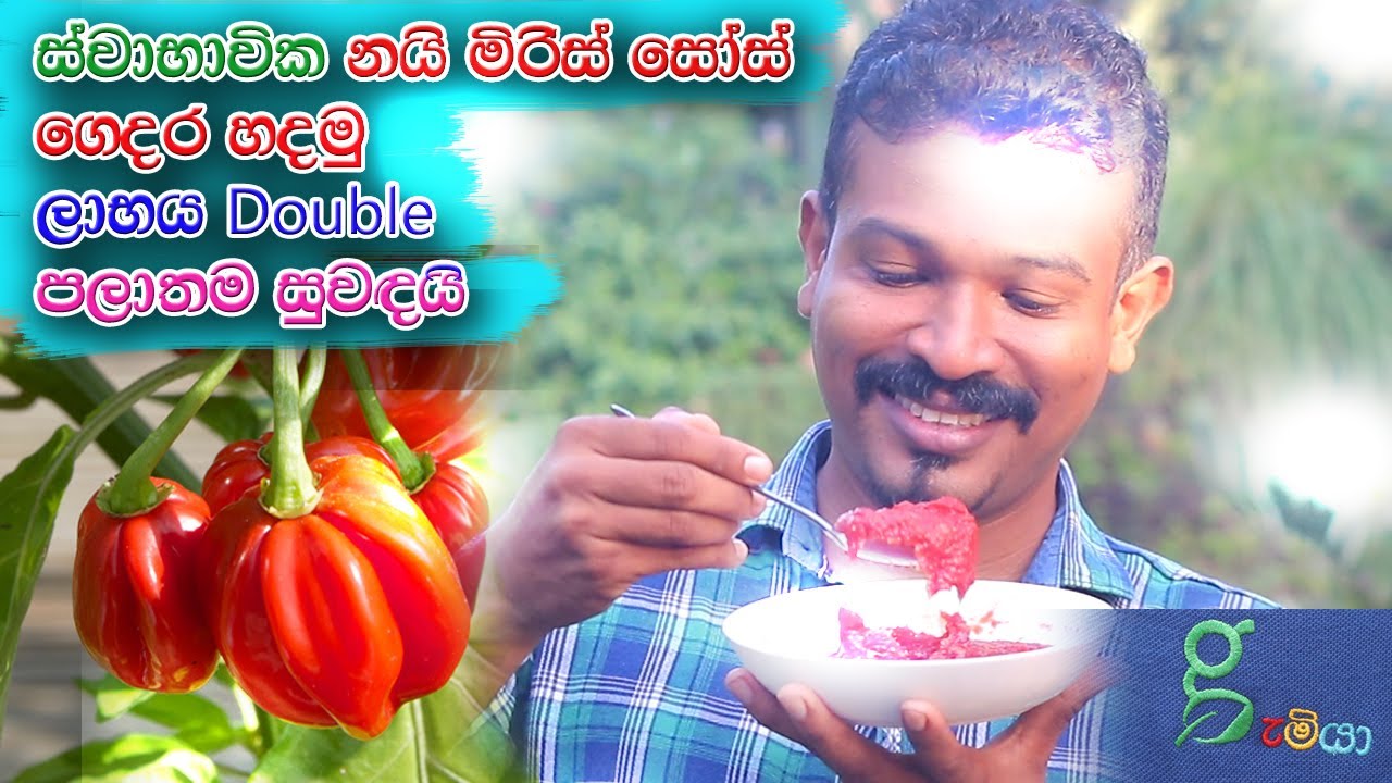 1000 ට විකුණන නයි මිරිස් 5000 ට විකුණමු hot source ගෙදරදීම හදමු