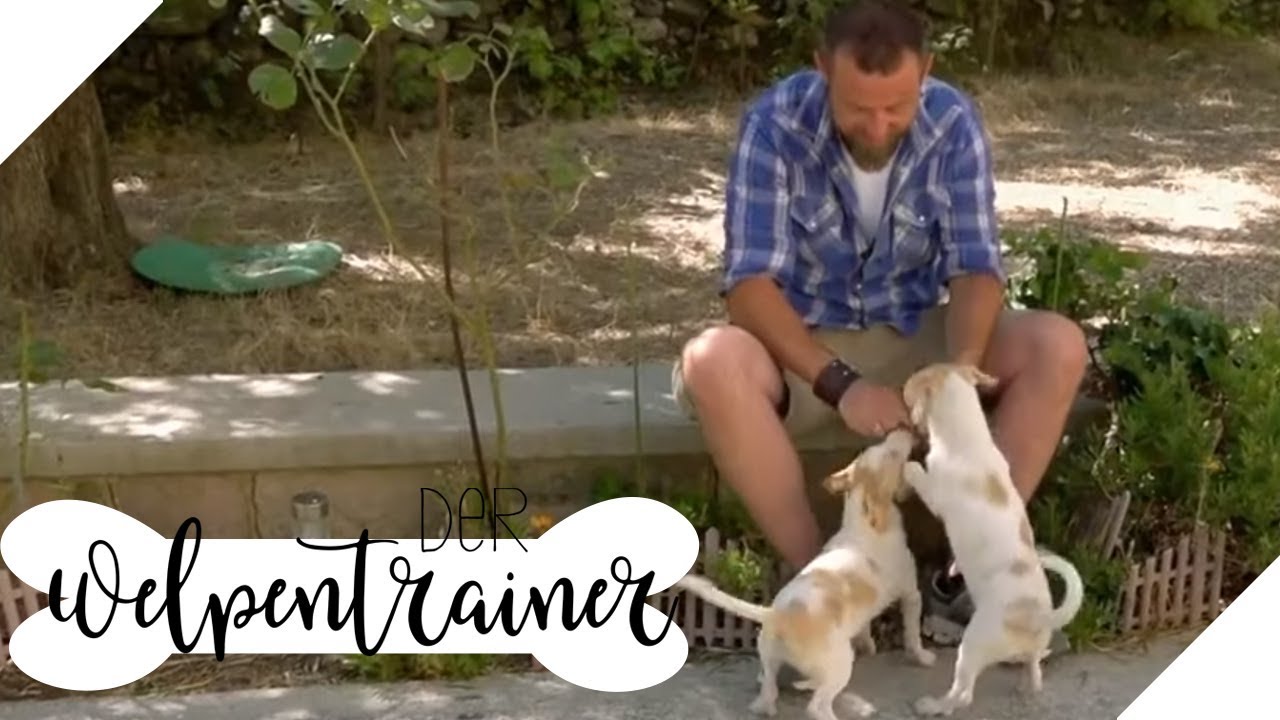 Hund retten: So adoptiert ihr einen Hund aus dem Ausland | Der Welpentrainer | sixx