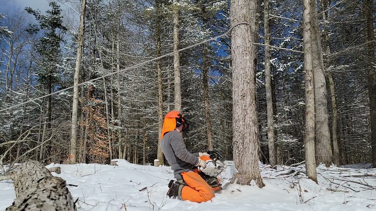 Tree Falling :: 27