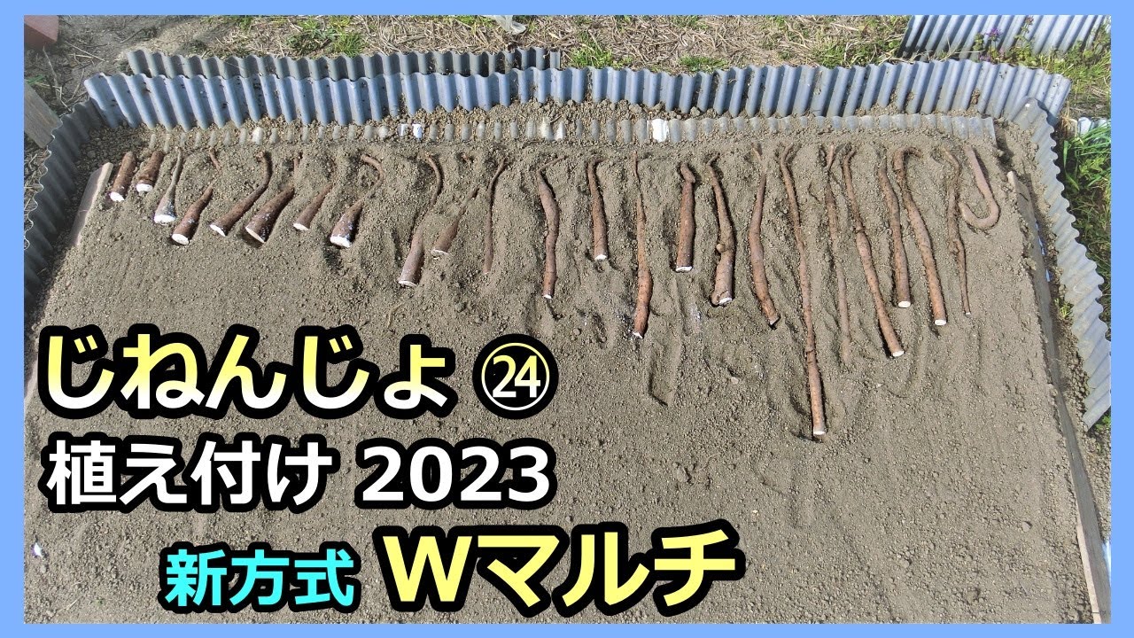 【楽々】自然薯ななめ栽培 ㉔新植え付けチャレンジ 2023春