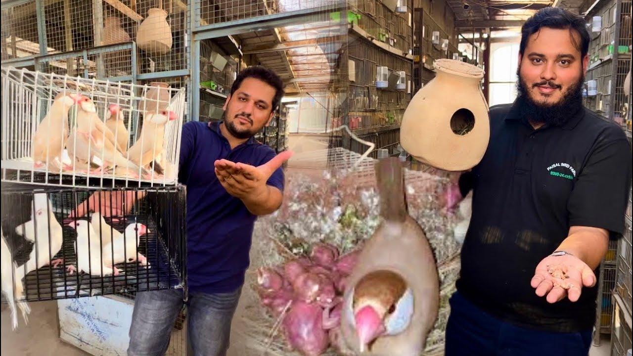 The World Biggest Java Sparrow Breeding Farm In Pakistan, How too Start Birds Farming, Hsn