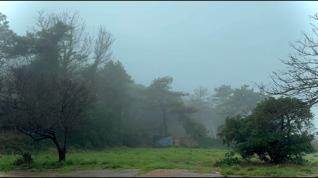 Foggy Forest & Distant Ocean Waves 🌫️🌊 | Real Nature Sounds for Deep Calm, Focus & Sleep (6 Hours)