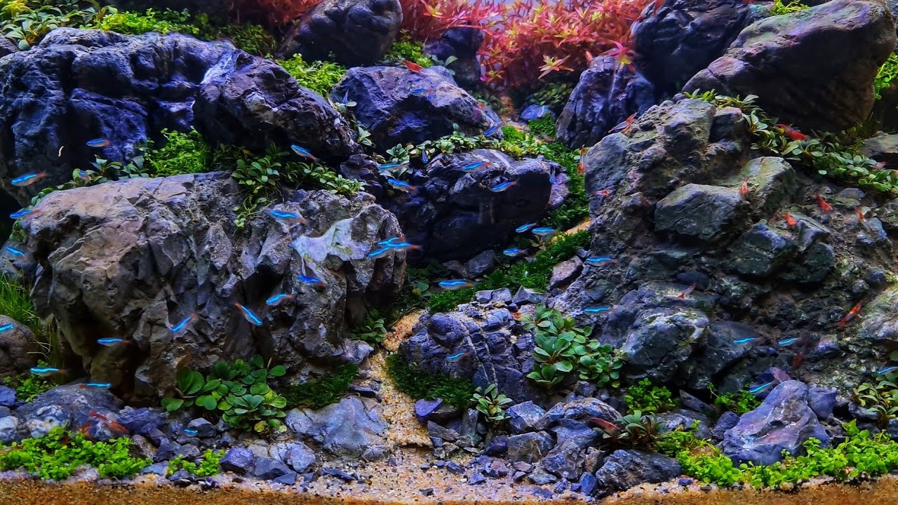 #244 Brazilian style aquascape with local Indonesian rocks