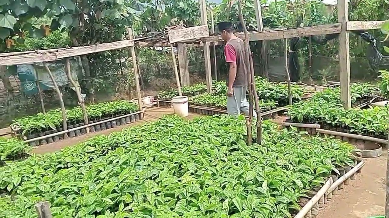 Pembibitan Kopi 