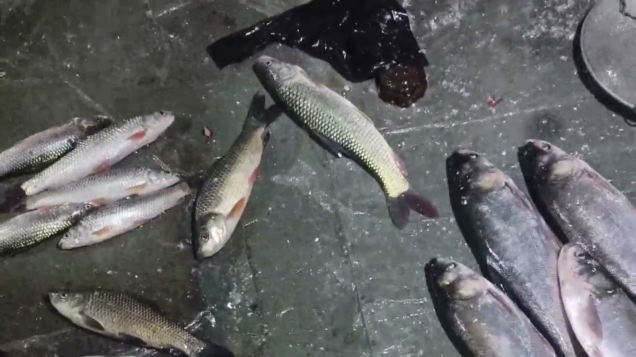 REWIND TIMELAPSE 4000 Days Harvest Lot of Big Fish Filled 5 Wheeled Truck Go To Market Sell