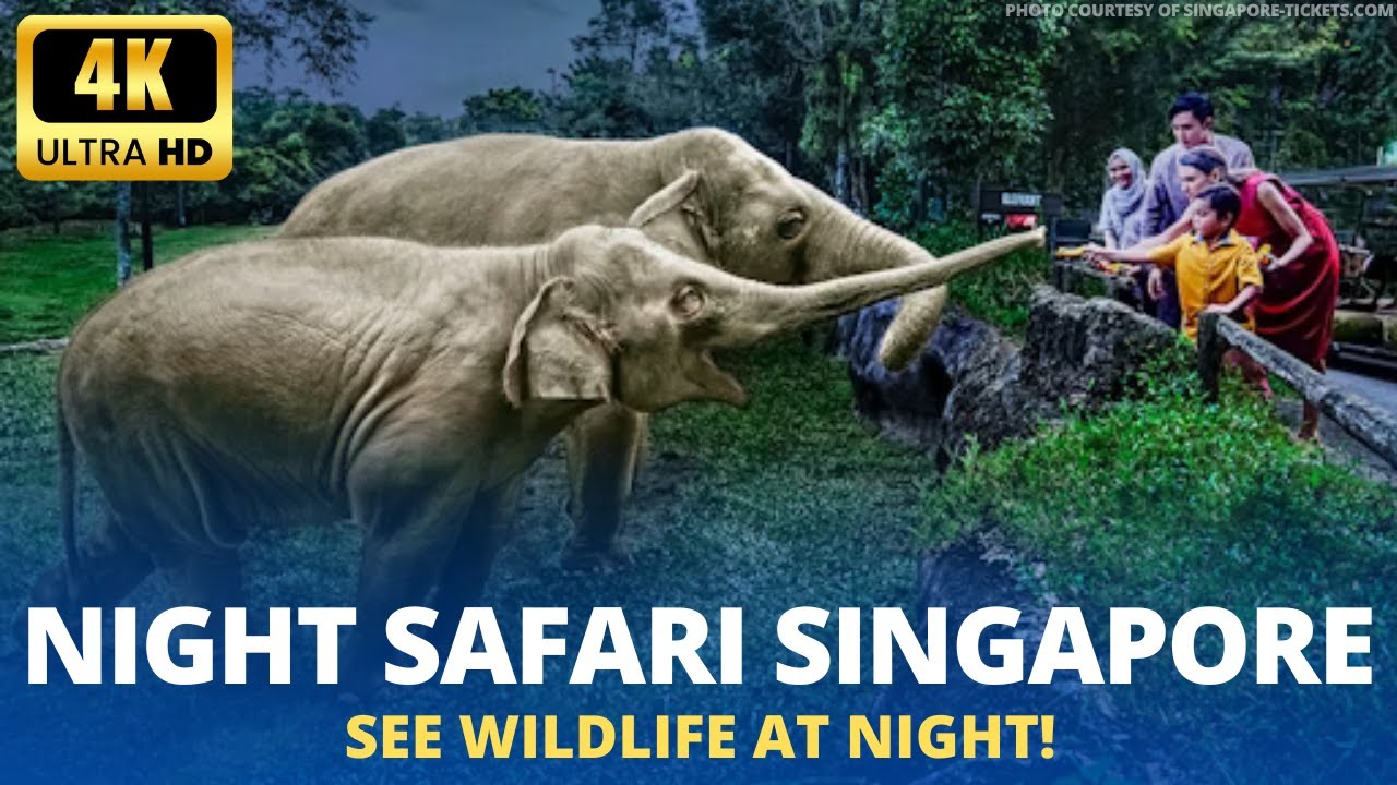 Night Safari Singapore Experience (Tram Ride, Animals Encounter, Full Tour)