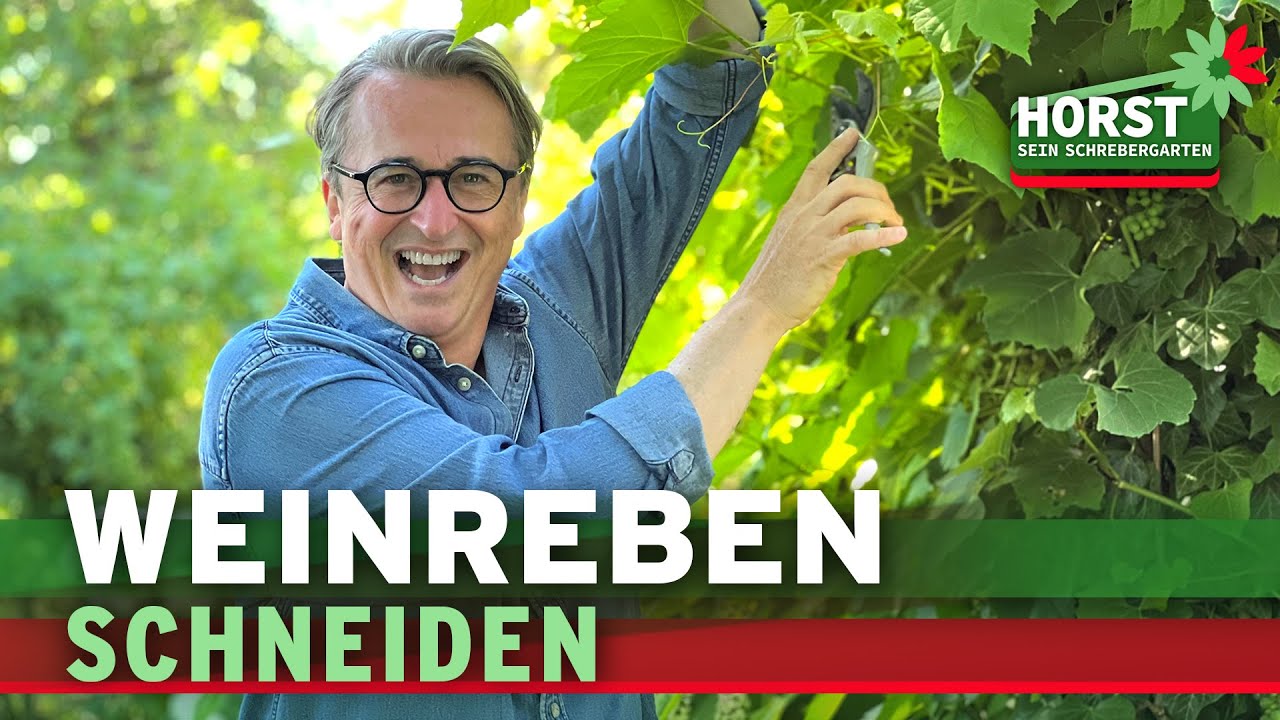 Akelei aussäen, Weinreben zurückschneiden, Riesenstauden als Sichtschutz | Horst sein Schrebergarten