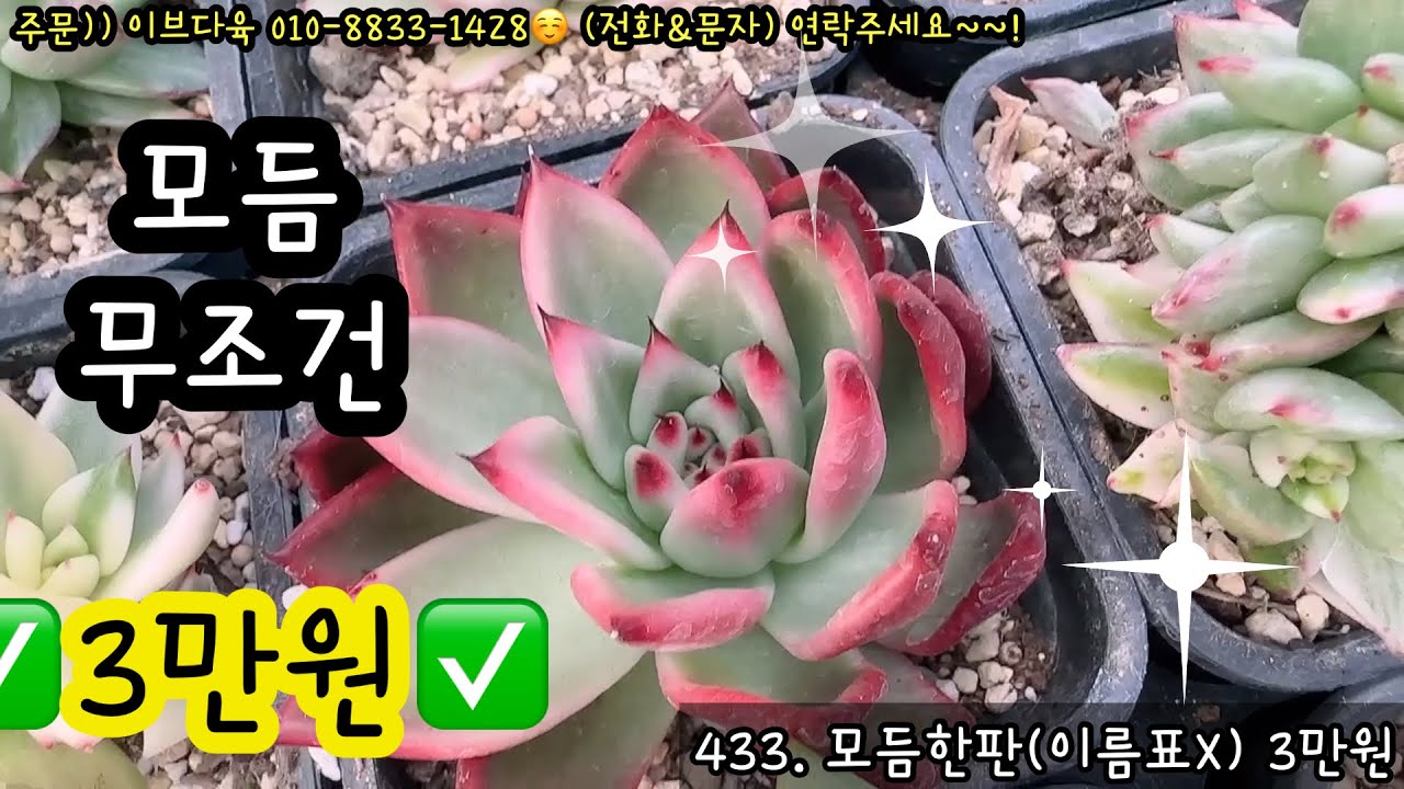 (2월5일) 믿기지 않는 모듬 가격!! 몽땅드림~3만원 특가‼️ #이브다육 #세일 #선착순 