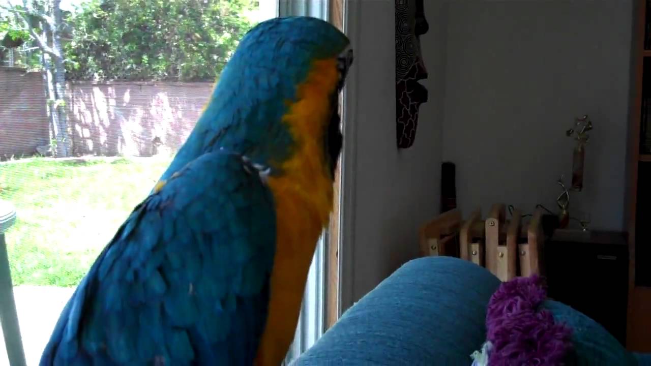 Koonu at the Window