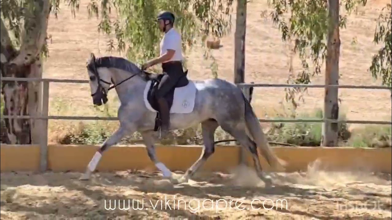 RIK - PRE mare 5 years 