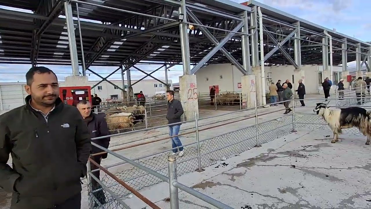 ÇORUM HAYVAN PAZARI KÜÇÜKBAŞ 28 NİSAN ÇEKİMİ 1.BÖLÜM 29 NİSAN 2025