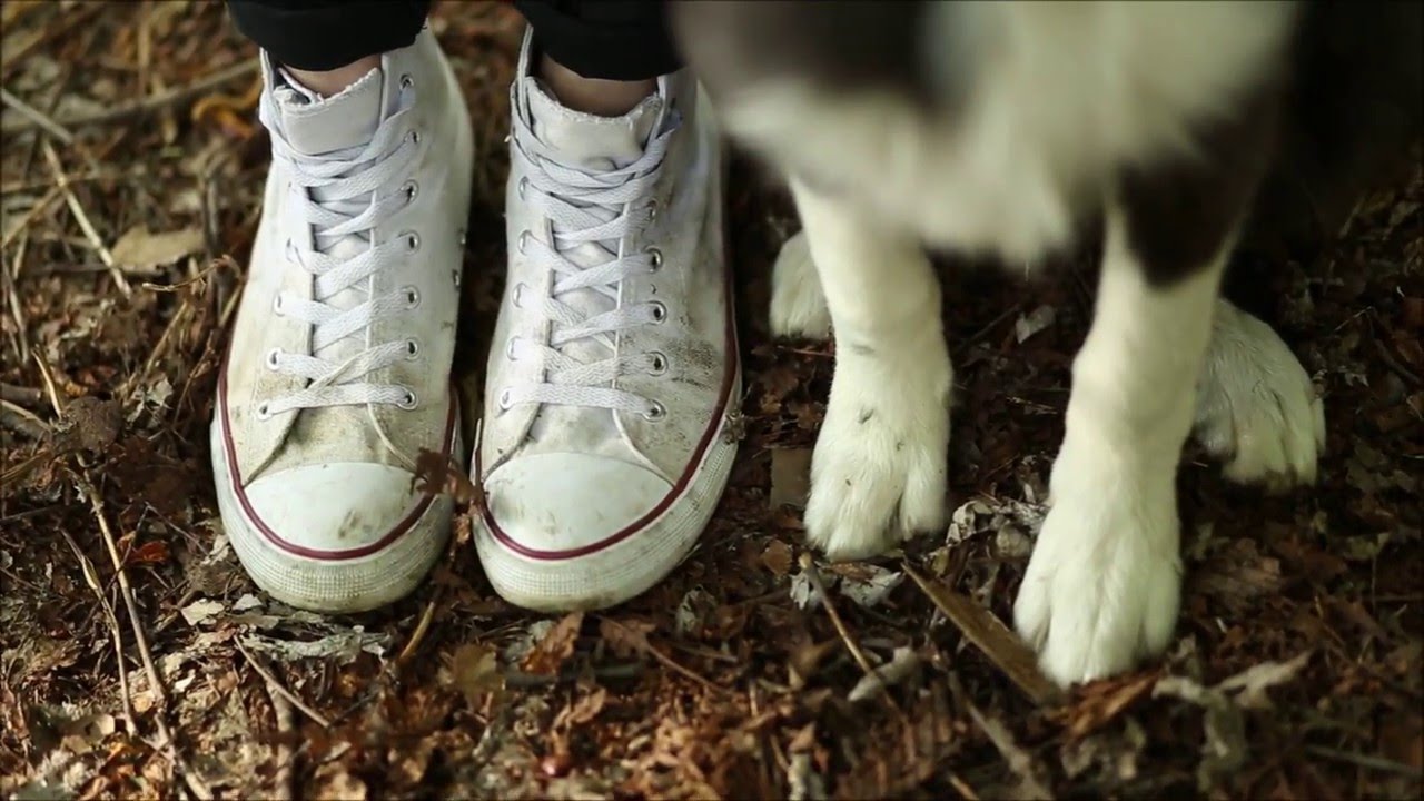 Shape border collie | 4 - 5 months ♥ |