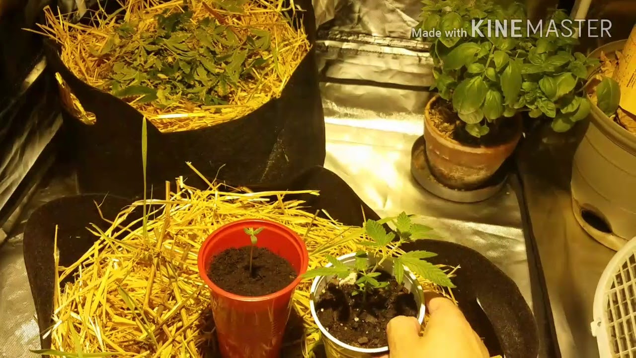 Full Garden Update, No-till, SSG G13, autoflower, Migro100