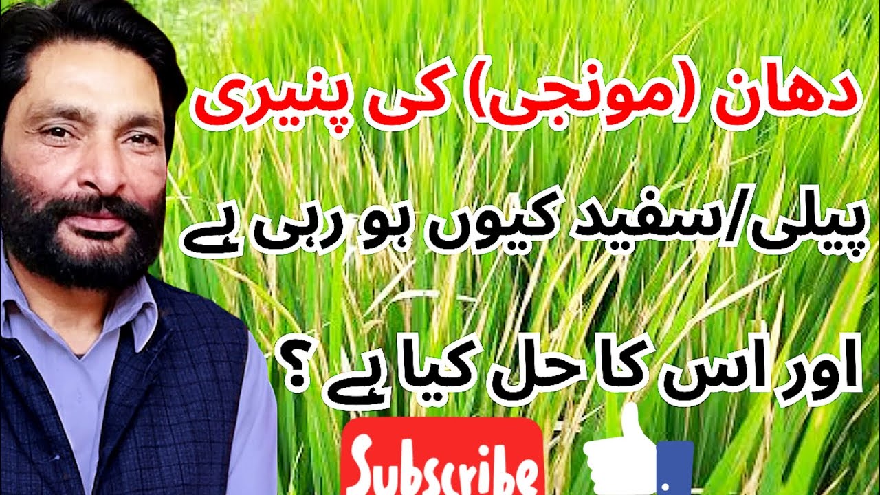 Why is paddy nursery turning yellow/white and what is its solution? | Clinic Agro Farm