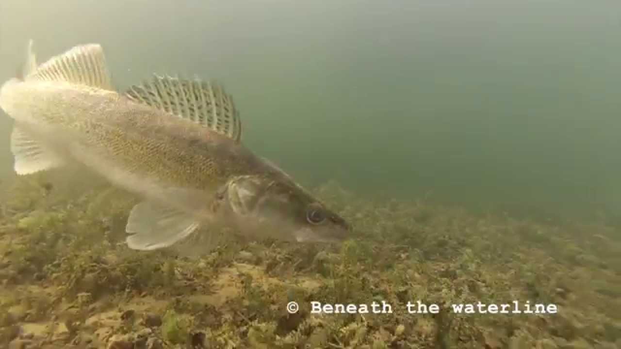 Zander (Sander lucioperca) Underwater UK