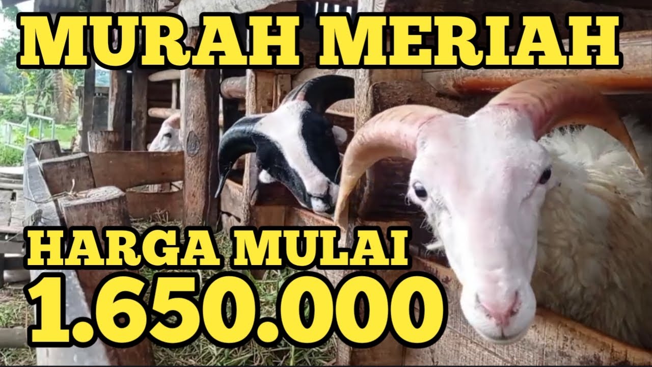 Update harga domba garut di kandang - harga domba jajalon dan bibitan hamil