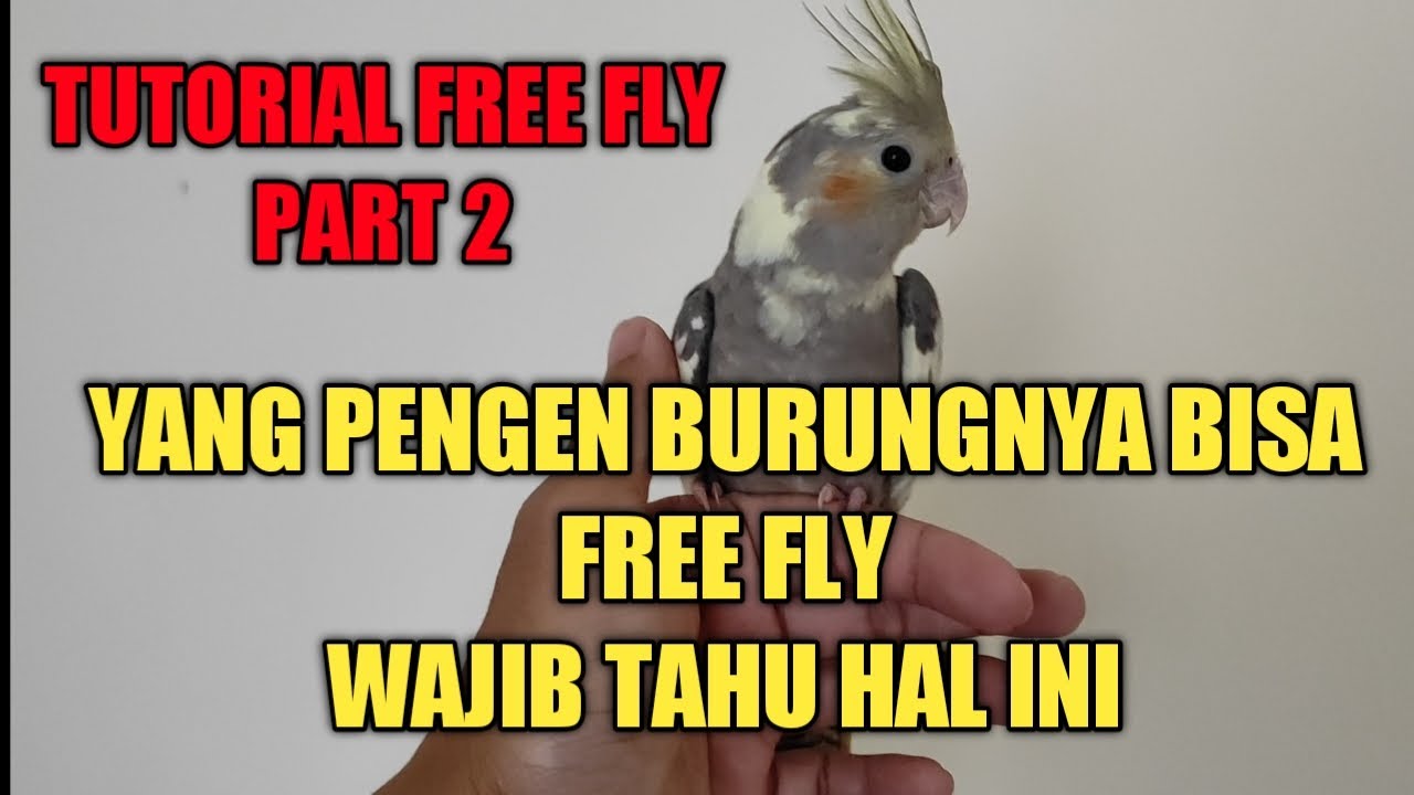 TUTORIAL MELATIH BURUNG FALK FREE FLY PART 2 | LATIHAN BOOMERANG INDOOR