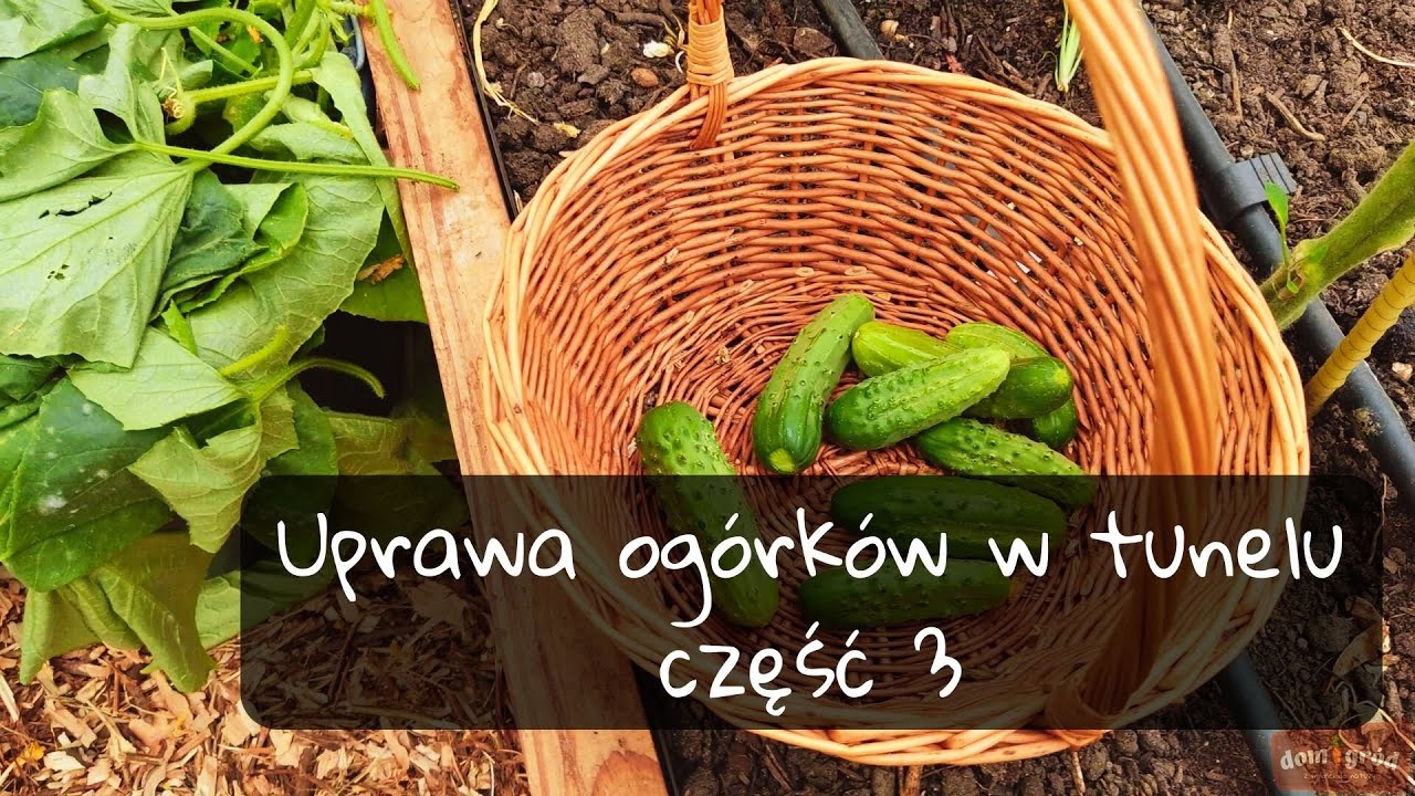 Uprawa ogórków w tunelu - część 3.