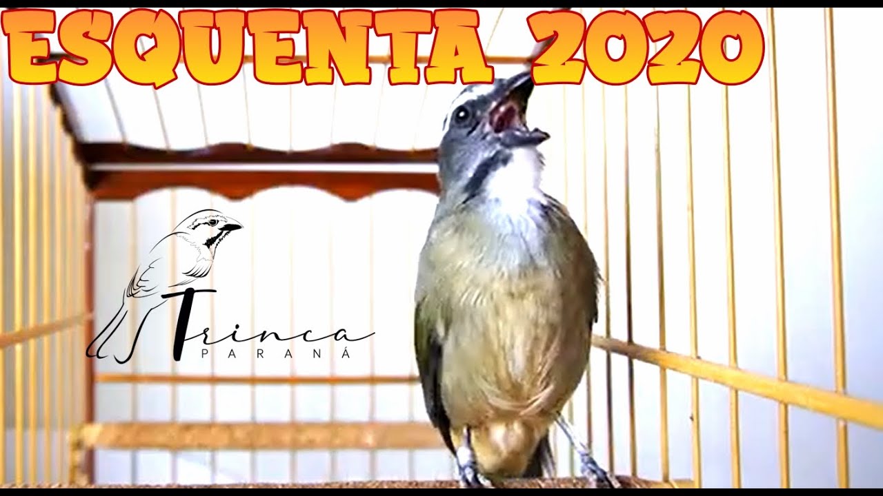 Para ESQUENTAR MUITO seu TRINCA FERRO