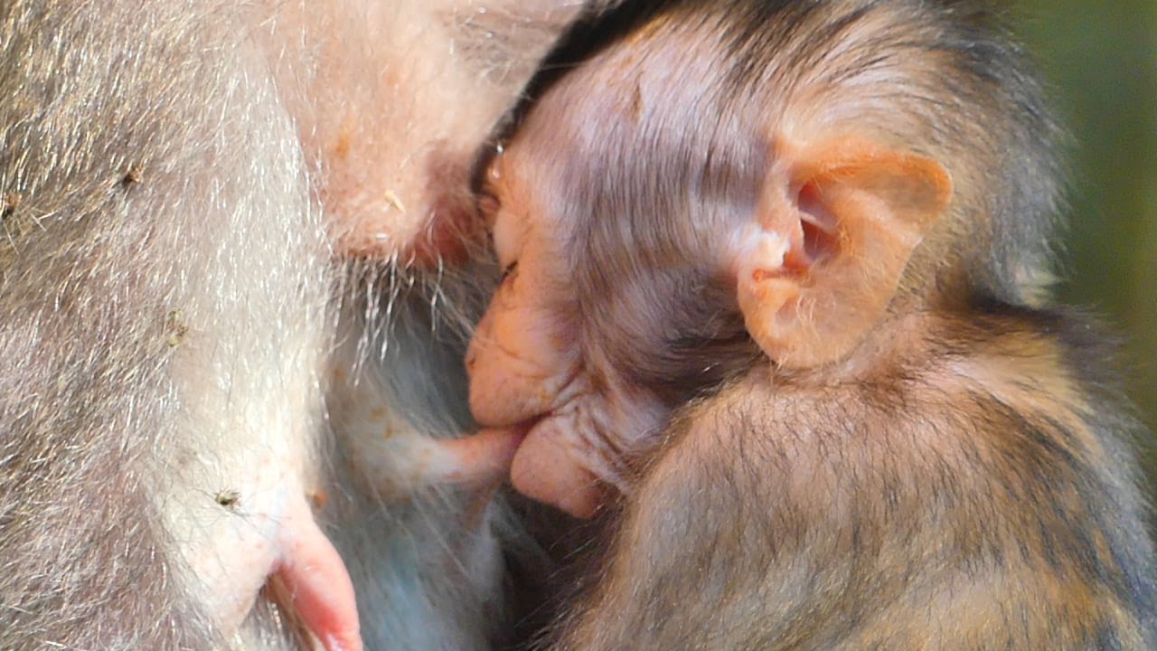 Not wait little cute baby try fast to nurse sweet milk mommy.