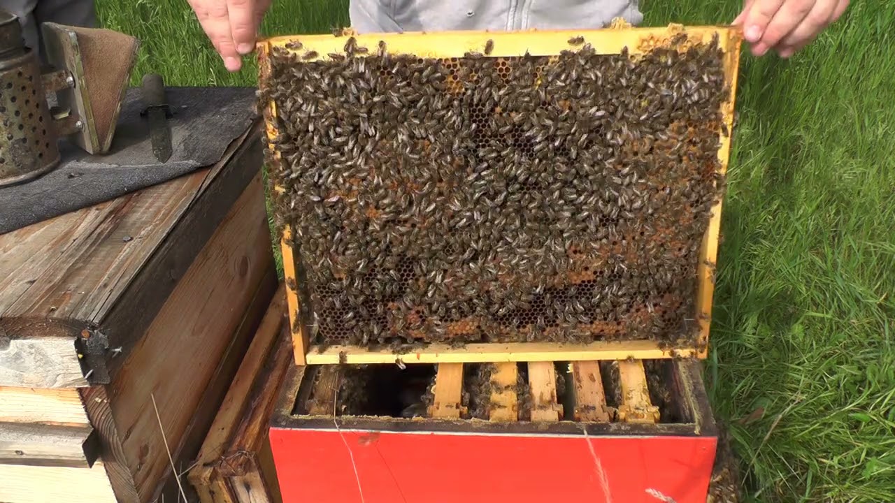 Bienen Jumbo / Zadant Schwarmkontrolle , Durchsicht