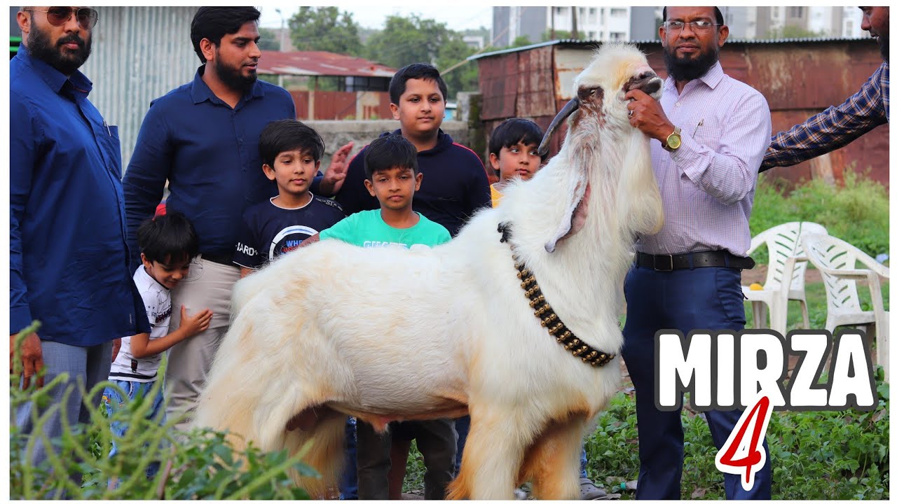 Mirza 4 - The Biggest Goat in Mirza Series of Pansare Goat Farm Pune