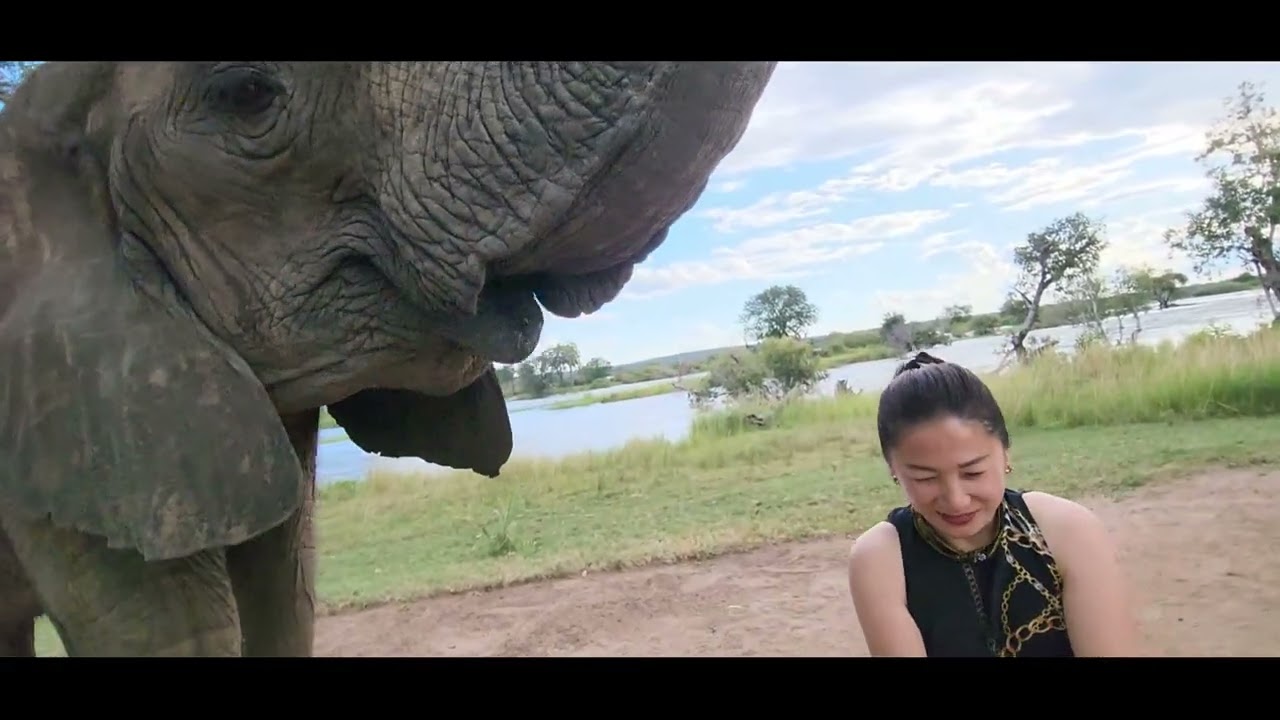 Elephant Cafe in Zambia
