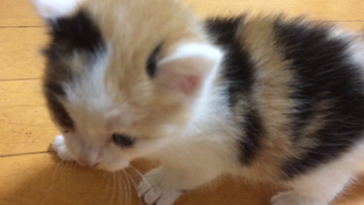 3匹の子猫を家に入れてみた