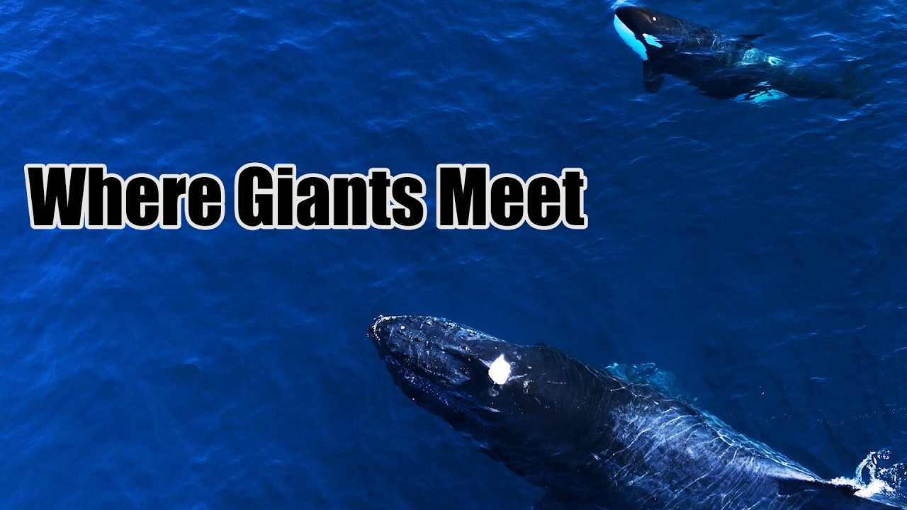 The Sea of Cortez — Where Giants Meet