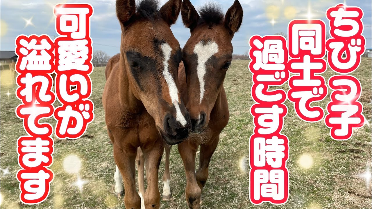 可愛いが溢れてます〈当歳馬〉