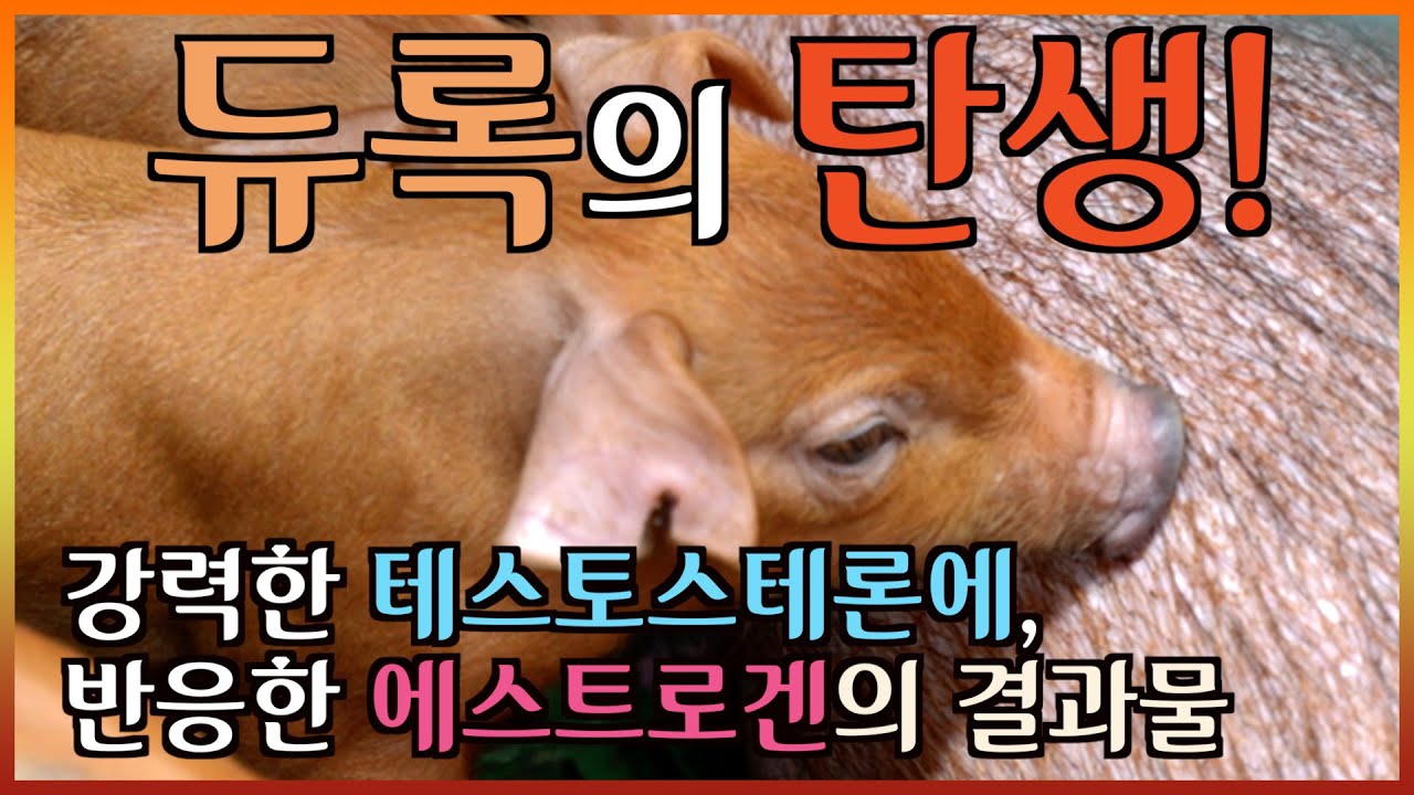 듀록의 위대한 탄생! 왜 사랑 했는데 한것 같지가 않지? #돼지고기 #듀록 #한돈