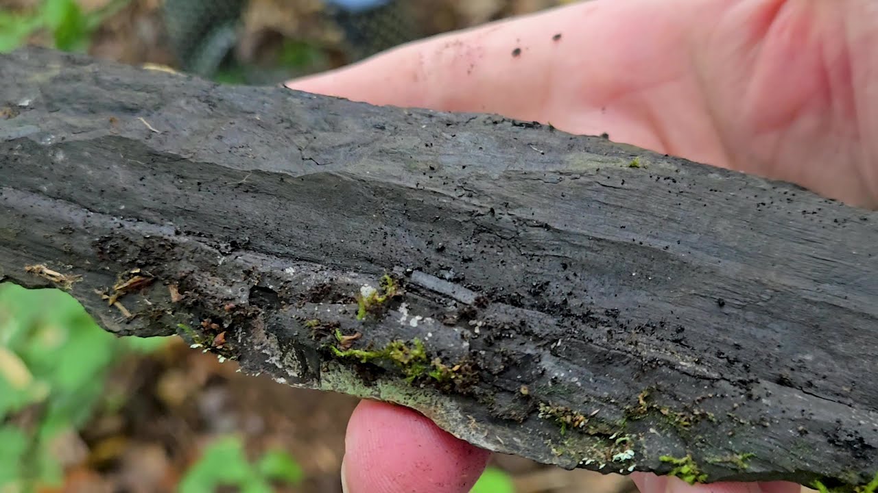 Fossils In The Field - August 2, 2025