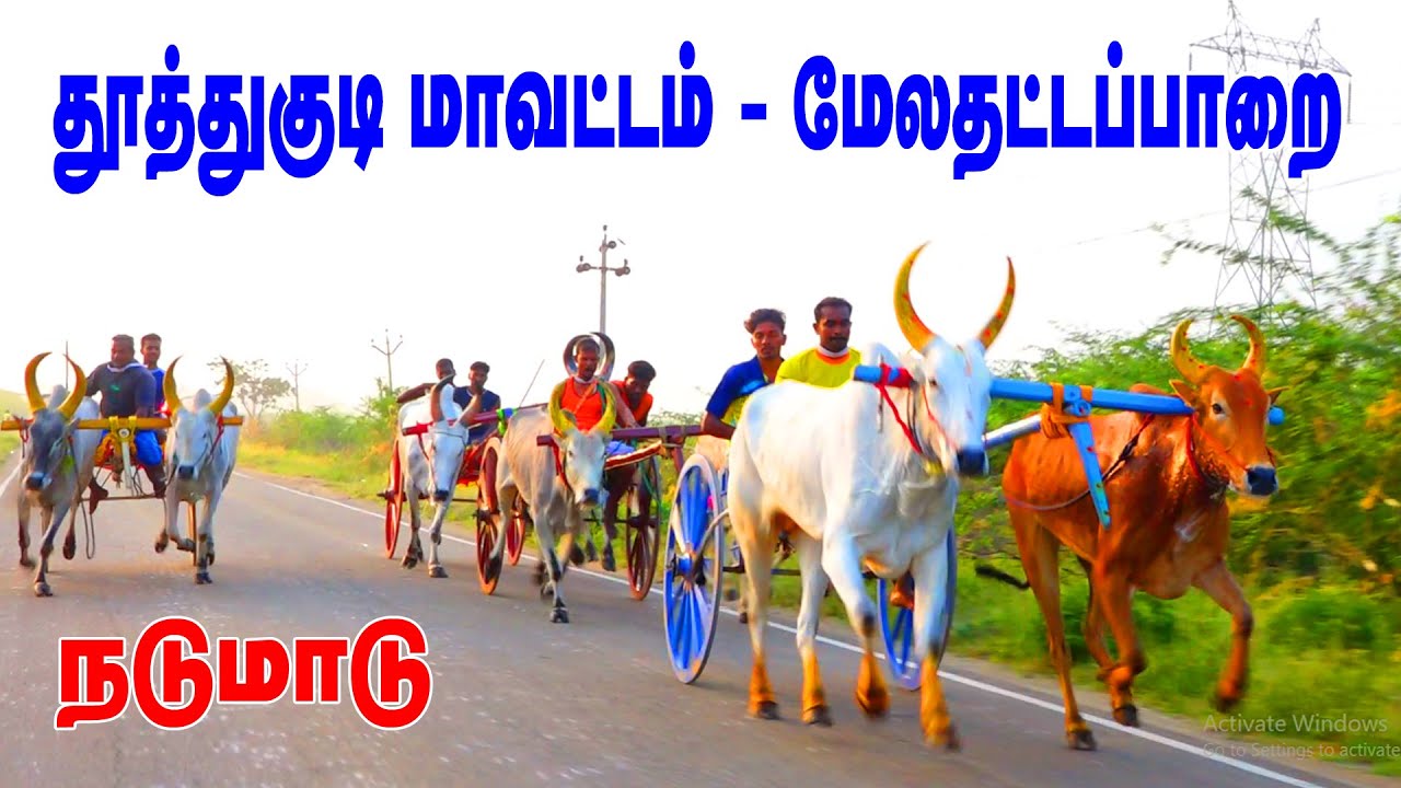 நடுமாடு மேலதட்டப்பாறை தூத்துக்குடி மாவட்டம் 8-1-2023 nadumadu melathattapparai thoothukudi distric