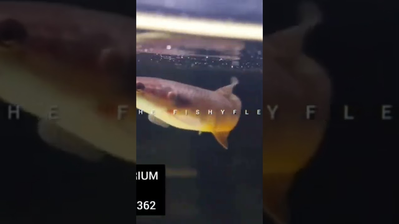 rainbow wolf .the fish flex