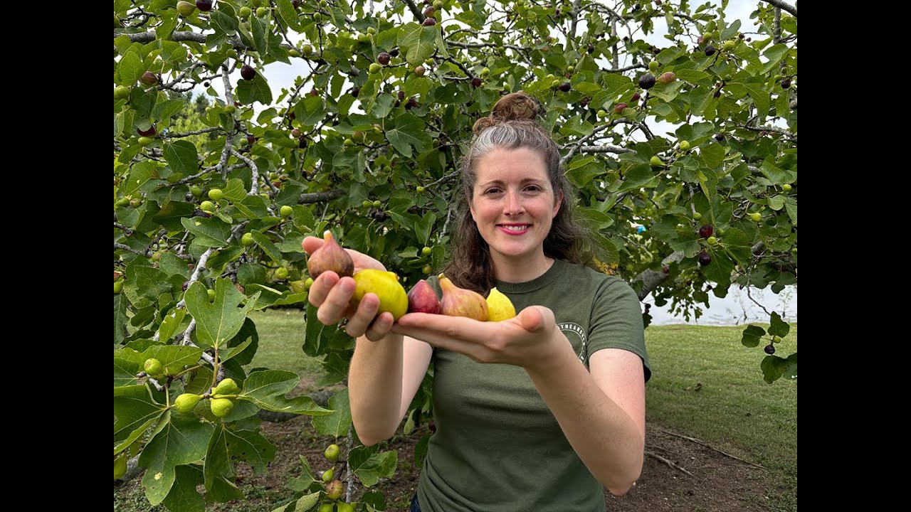 Tour the Five LSU AgCenter Fig Varieties| LSU Purple, LSU Gold, Tiger, Champagne & O'Rourke