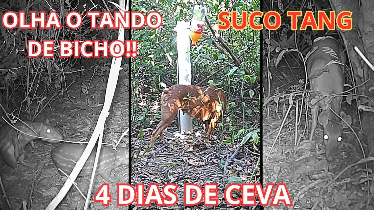 4 DIAS NA CEVA DE PACA APARECEU MATEIRO PACA CUTIA