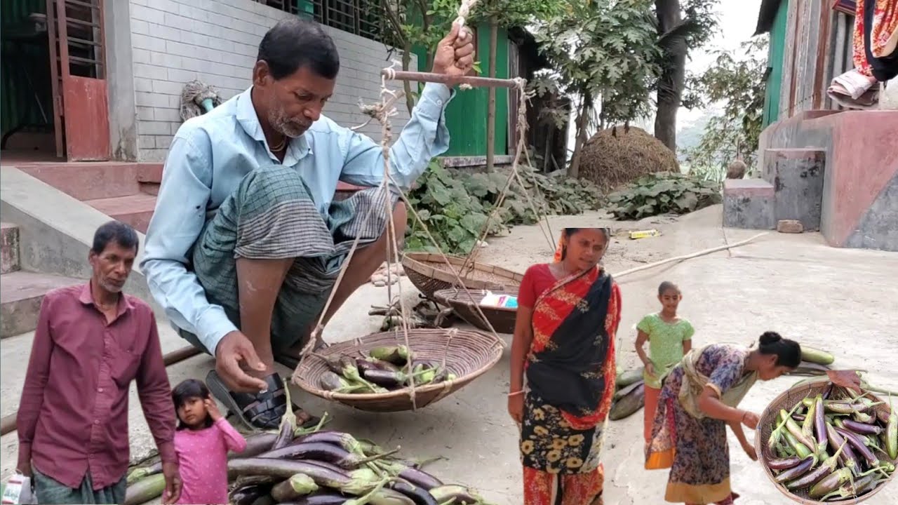 বাবা বাড়ির দুটো মালটা গাছ কেটে ফেললো কেনো সাথে আজ কতোগুলো বেগুন বিক্রি ককরলো।Village Vloger Nopur.
