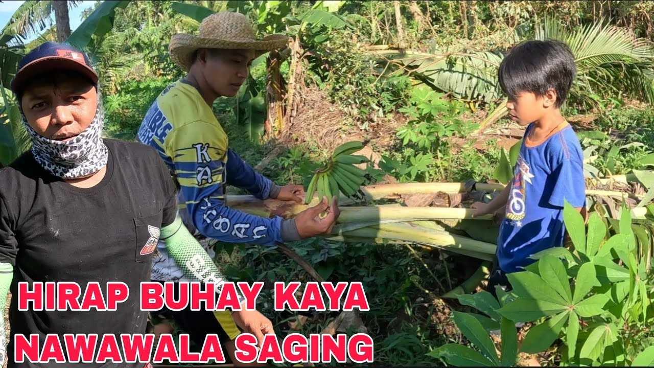 Nawawala mga saging sa bukid...paglilinis ng Sagingan....nawala kahit payat pa saging