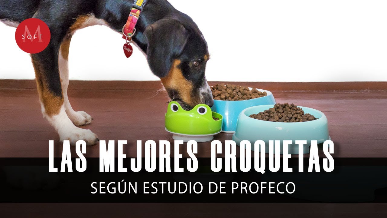 Las mejores marcas de croquetas para perro según la Profeco