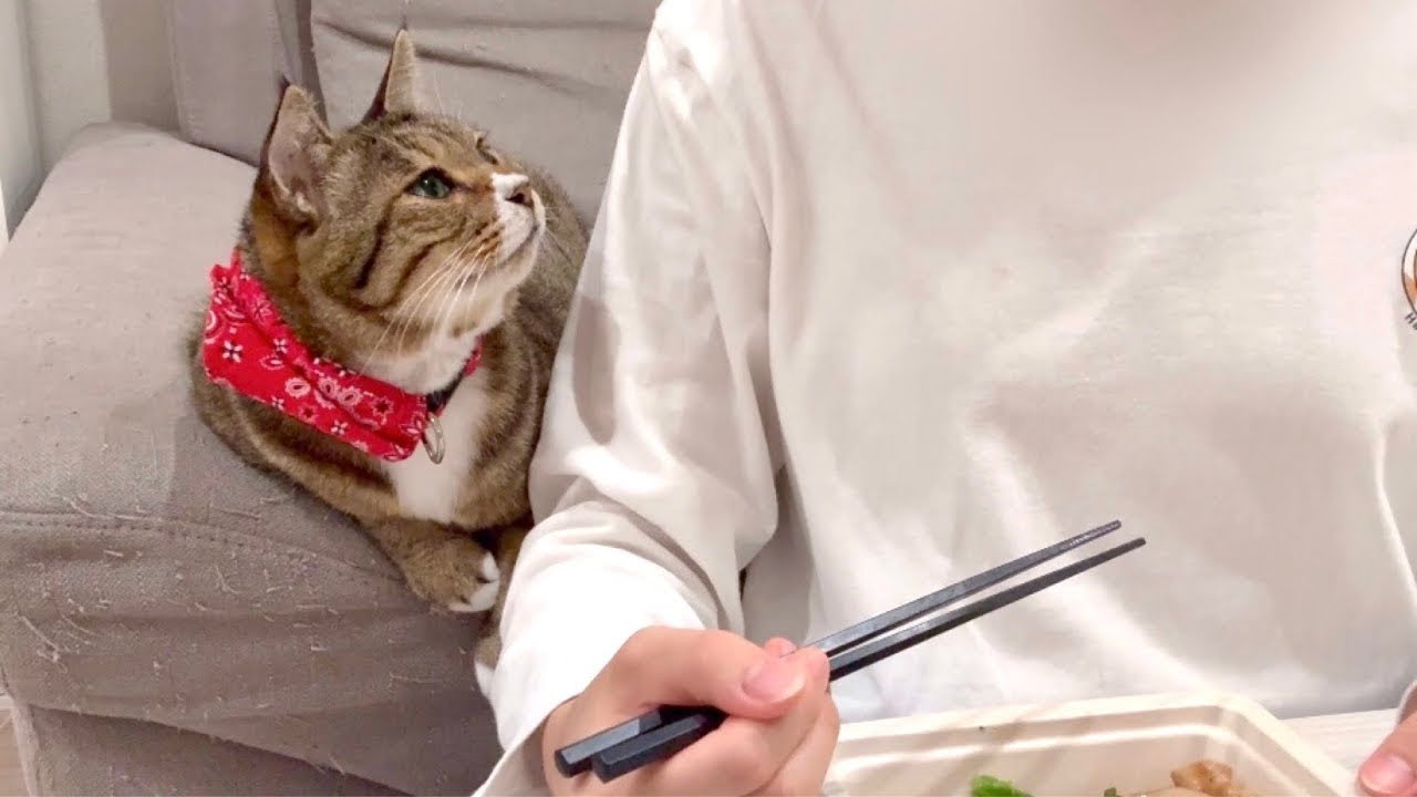 この世の食べ物は全て自分のものだと思ってるアザラシ