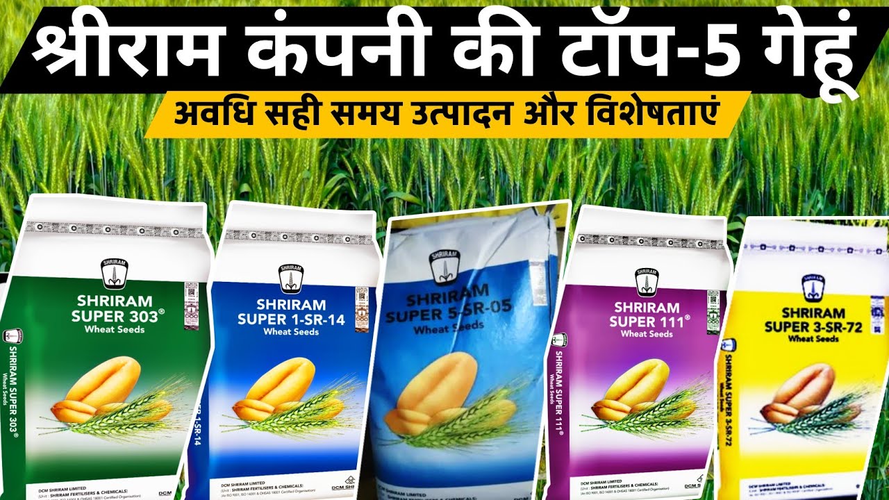 Shriram Farm solutions Company ki Top 5 gehu |श्रीराम सुपर कंपनी के बेस्ट गेहूं🌾Gehu ki best variety