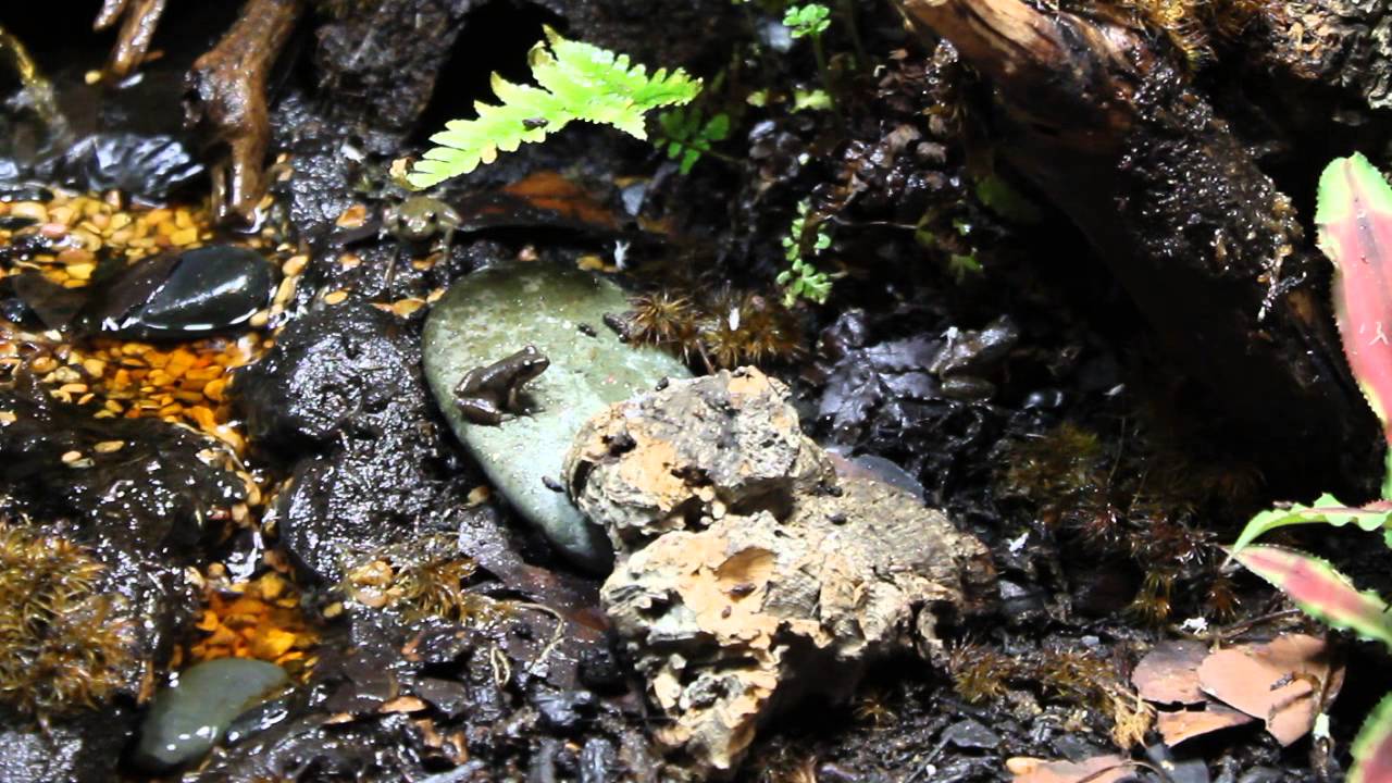 Pacific Tree Frog & Vivarium Update