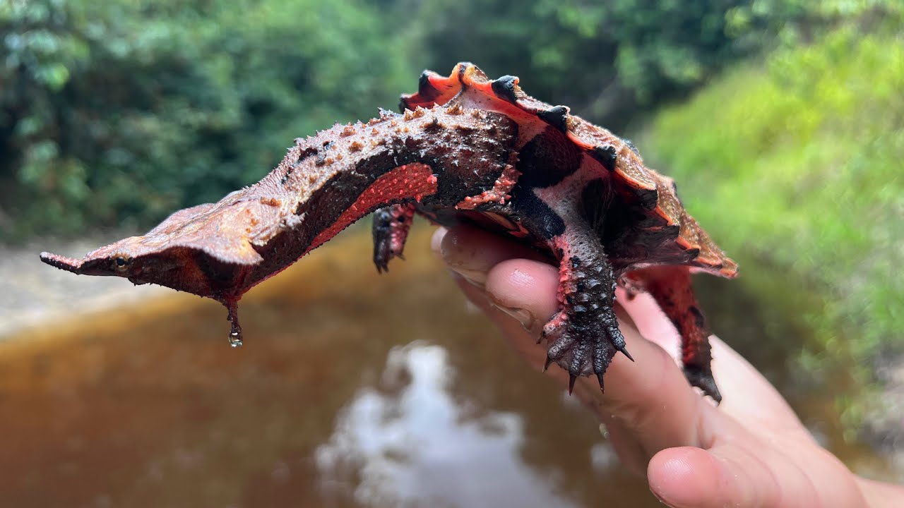 アマゾン川で野生のマタマタを捕まえる方法
