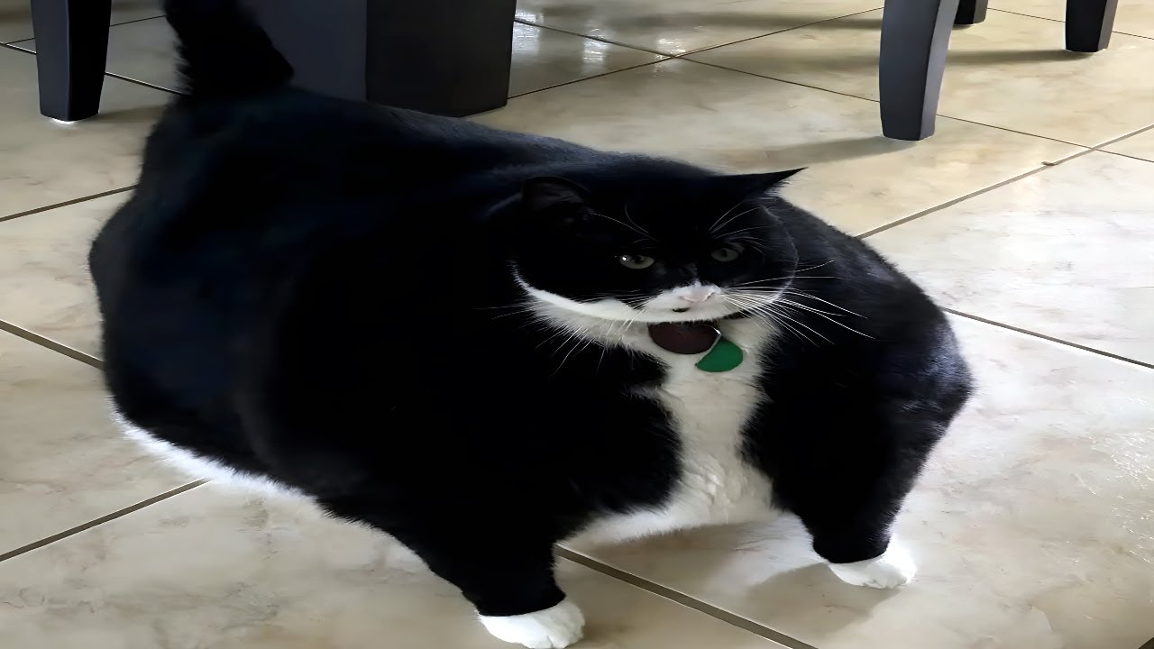 Cat video...