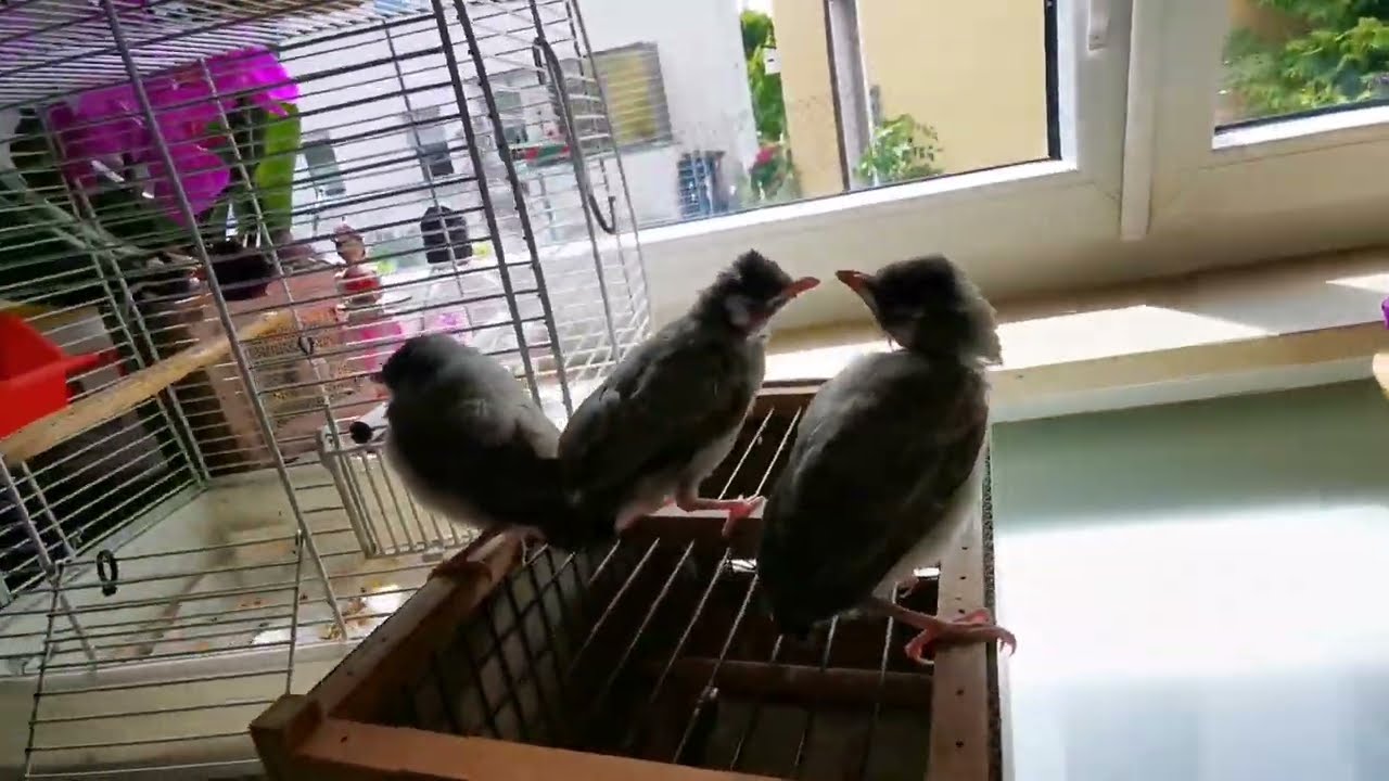 تربيه افراخ البلابل العراقيه 😘🕊️تبزير البلابل العراقيه في ألمانيا 🕊️وسمك🐟