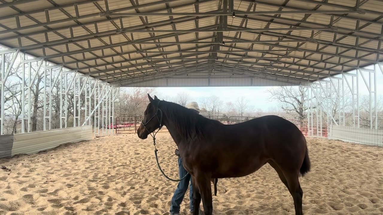 Teaching the 2 year old filly to take the saddle pad 