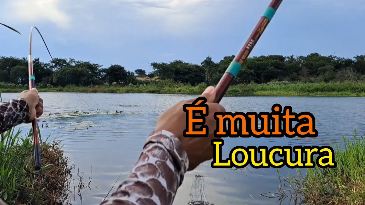 QUANDOS AS TILÁPIAS RESOLVE COMER VOCÊ PRECISAR ESTAR PREPARADO!