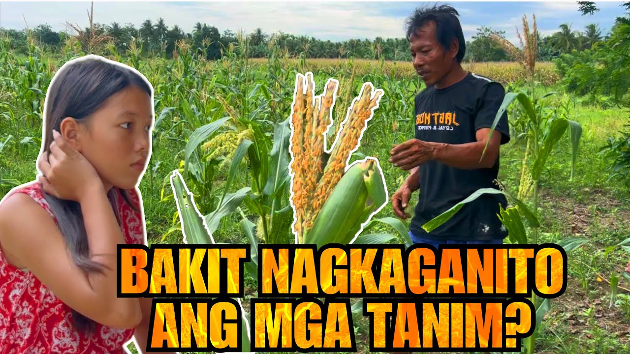 Ep. 30| ANONG NANGYARI SA MAISAN NILA HANNAH???
